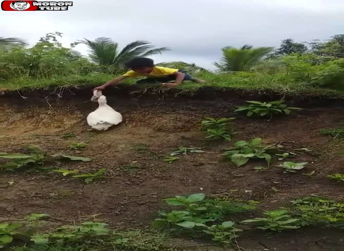 Video :A duck in the Philippines is committed to helping a youngster
